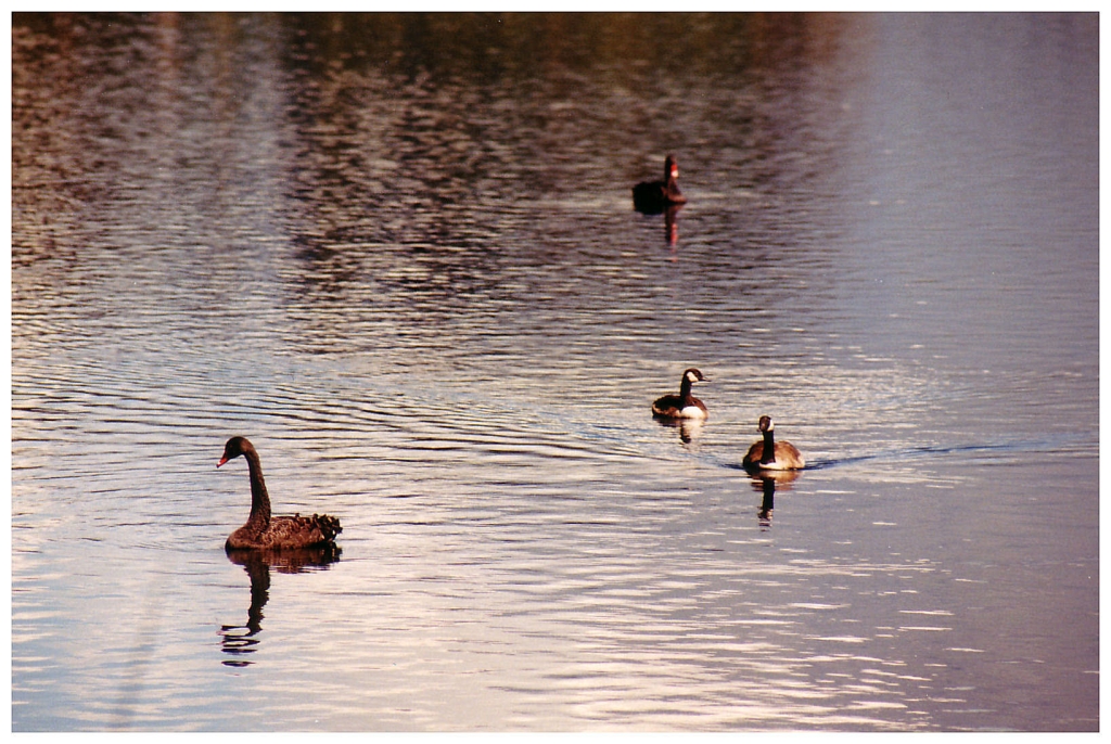 02 - Rotourua (10).jpg